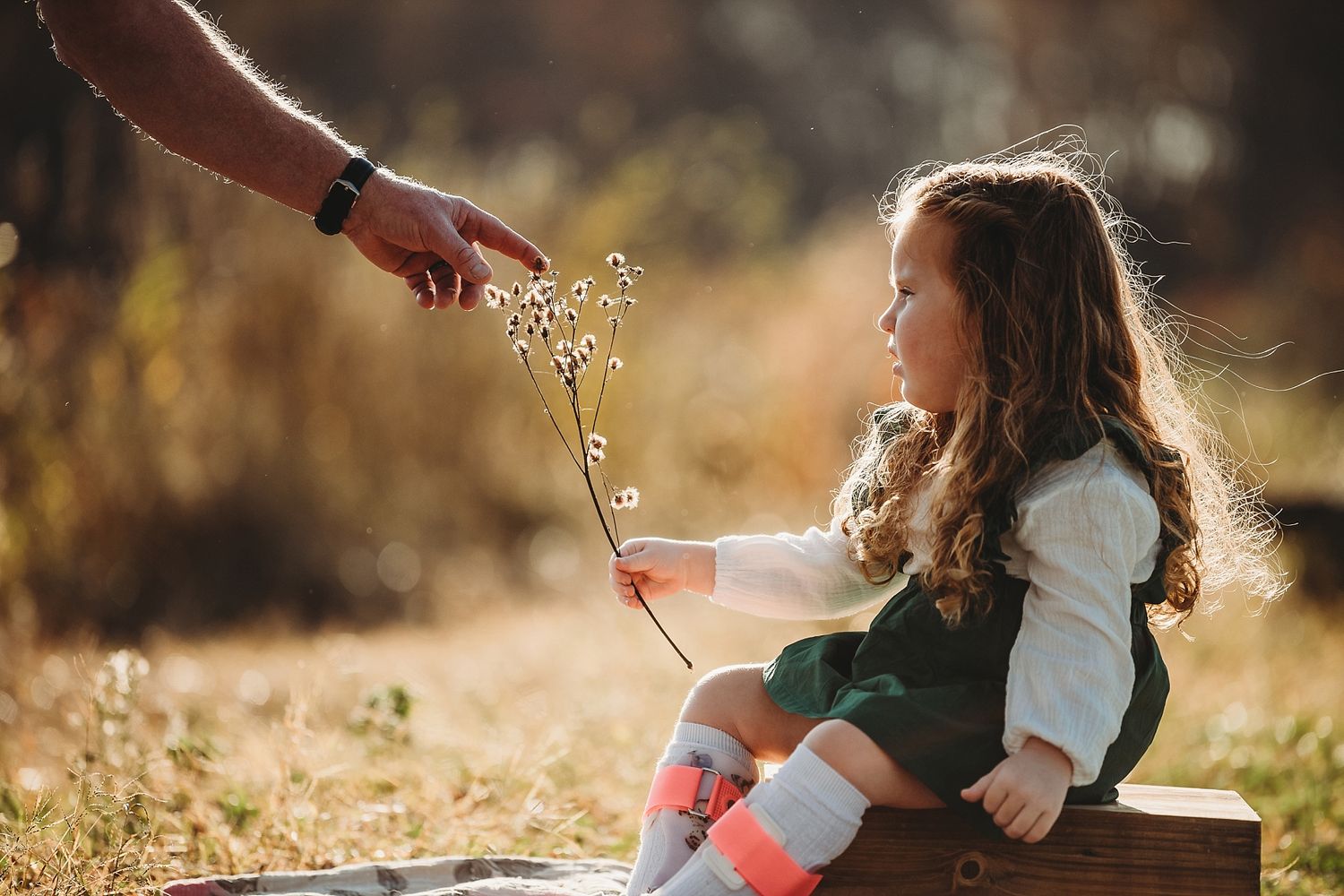 Child receiving dried flower from adult hand in warm autumn sunlight.