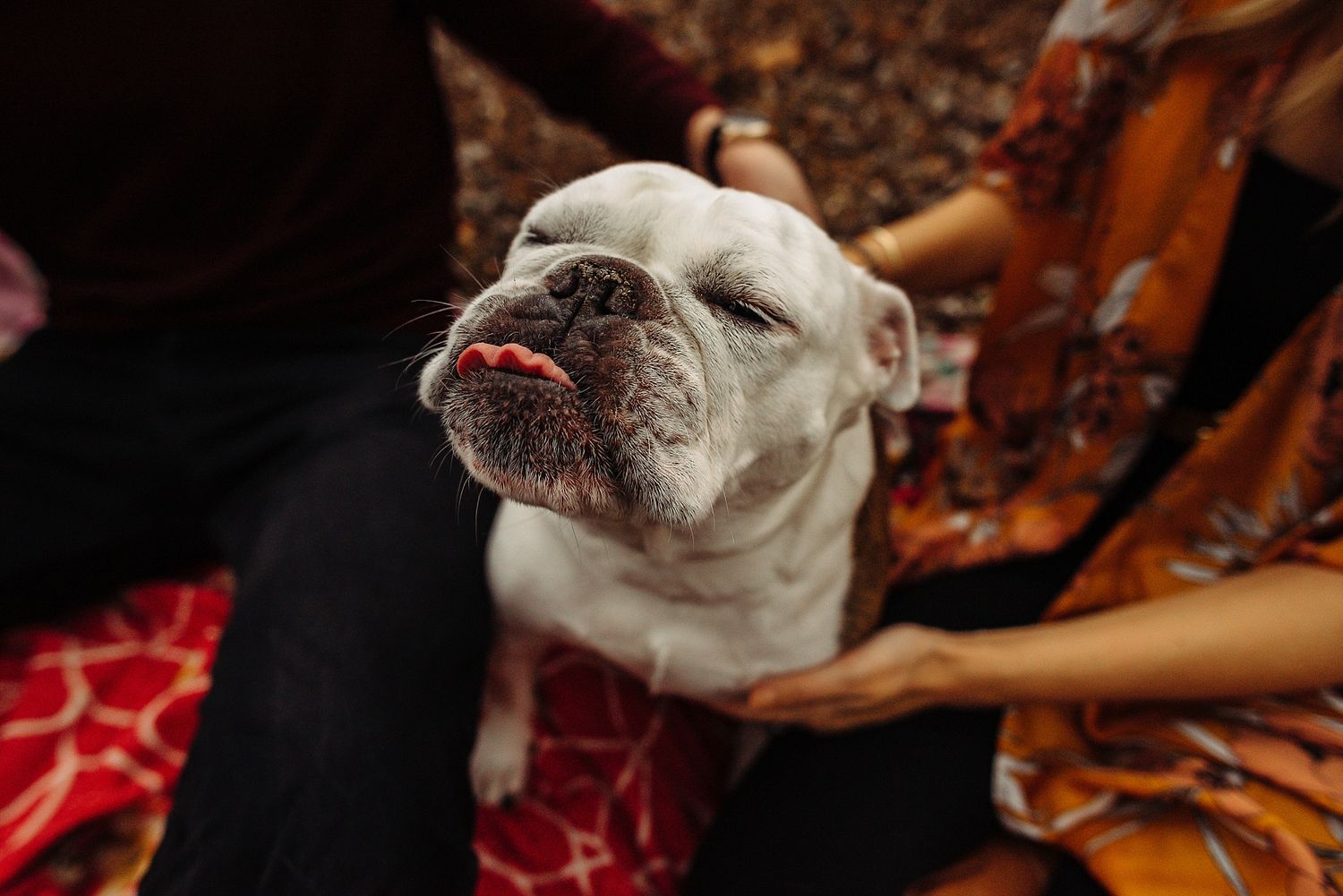 A close-up of a white bulldog's face with wrinkled features resting on a red blanket.