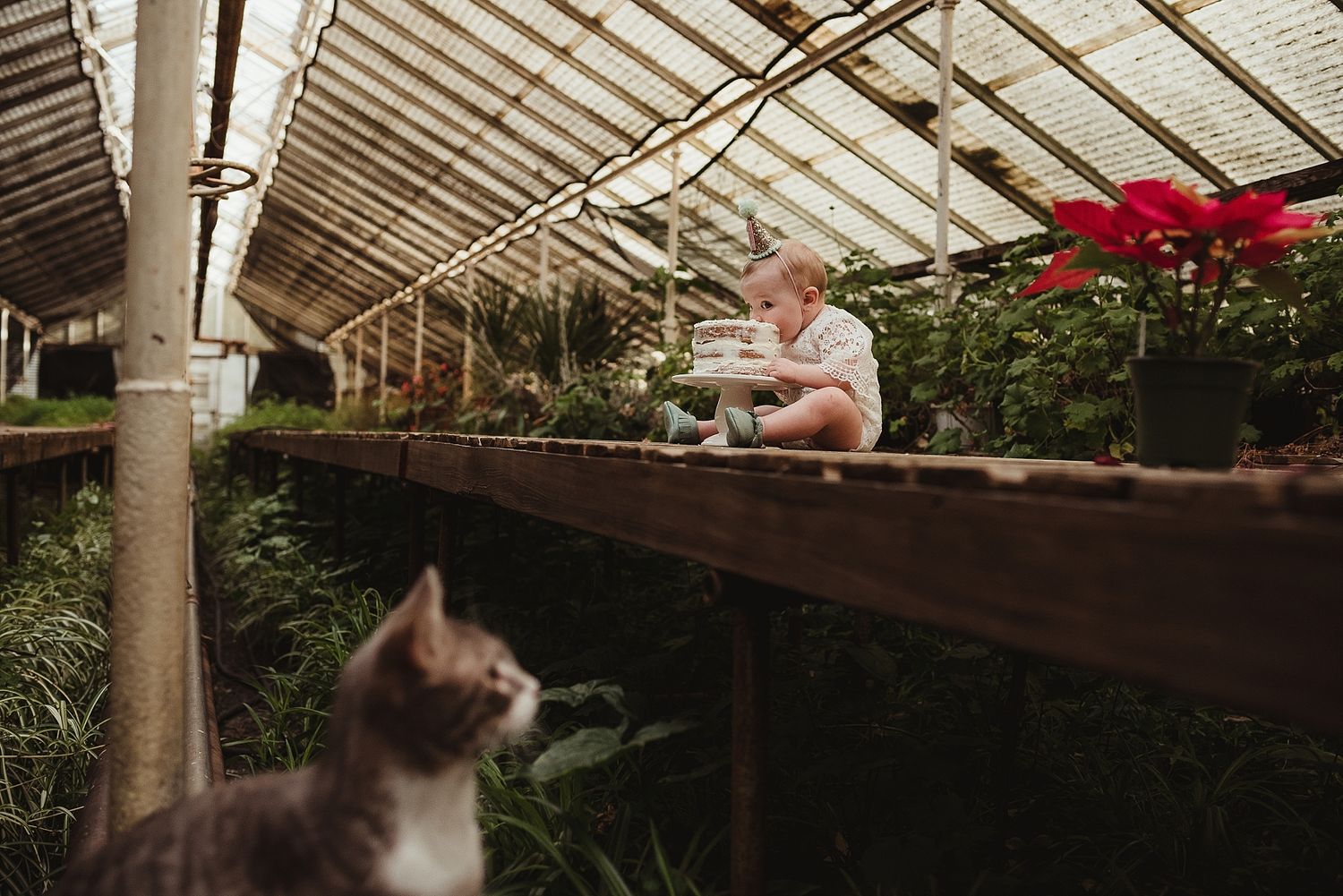 Child reads in greenhouse while cat watches from below.
