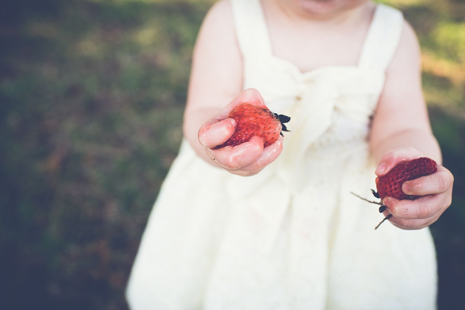 Small hands in a white dress hold fresh red strawberries in soft natural light.