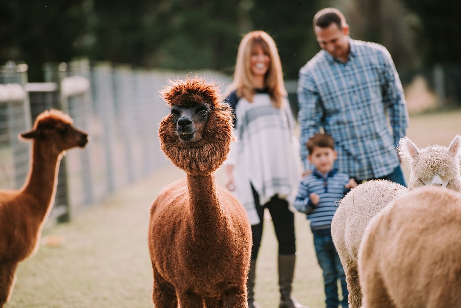 Brown alpaca with lion-like mane standing in foreground with family and other alpacas.