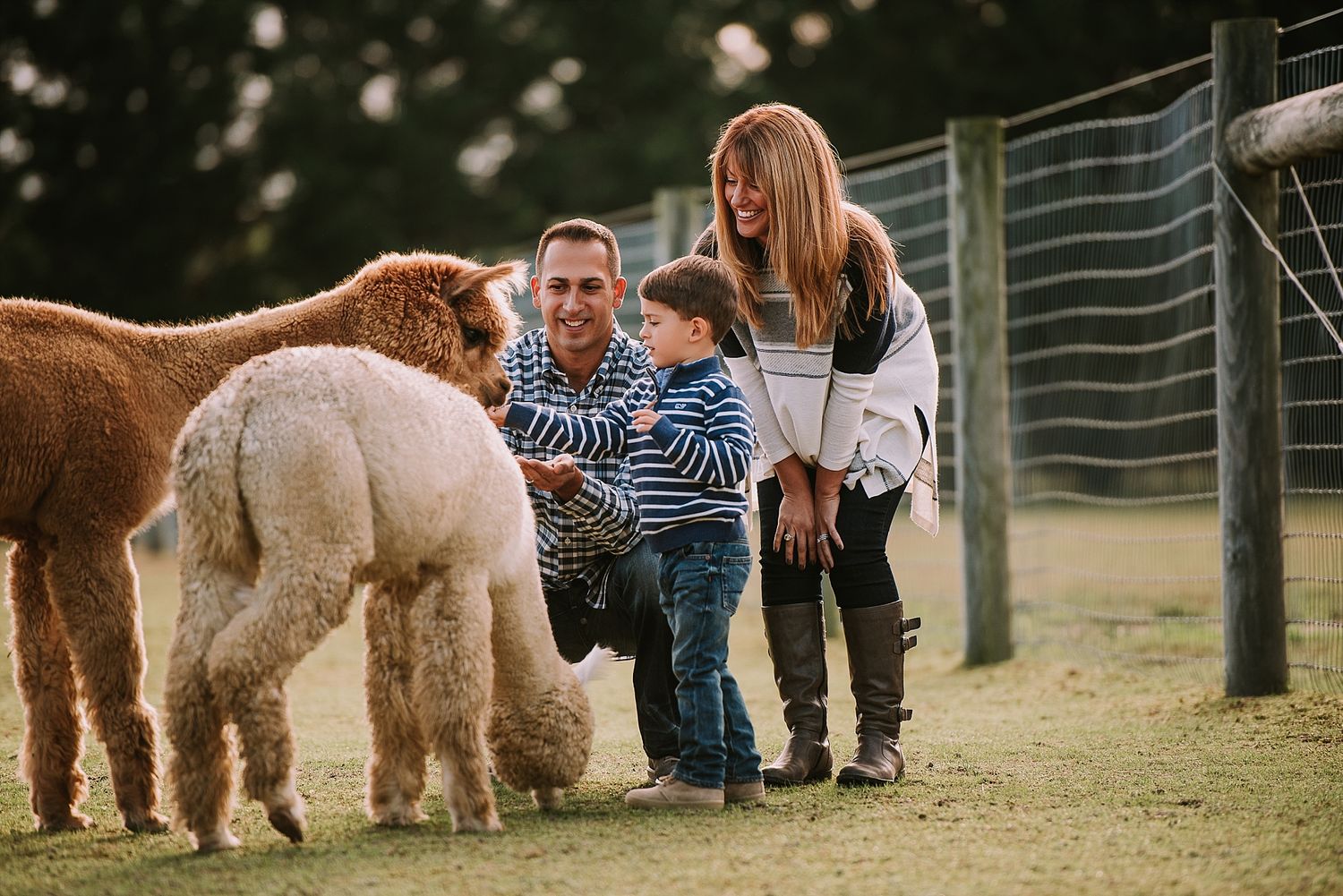 Family interacting with alpacas at farm enclosure.