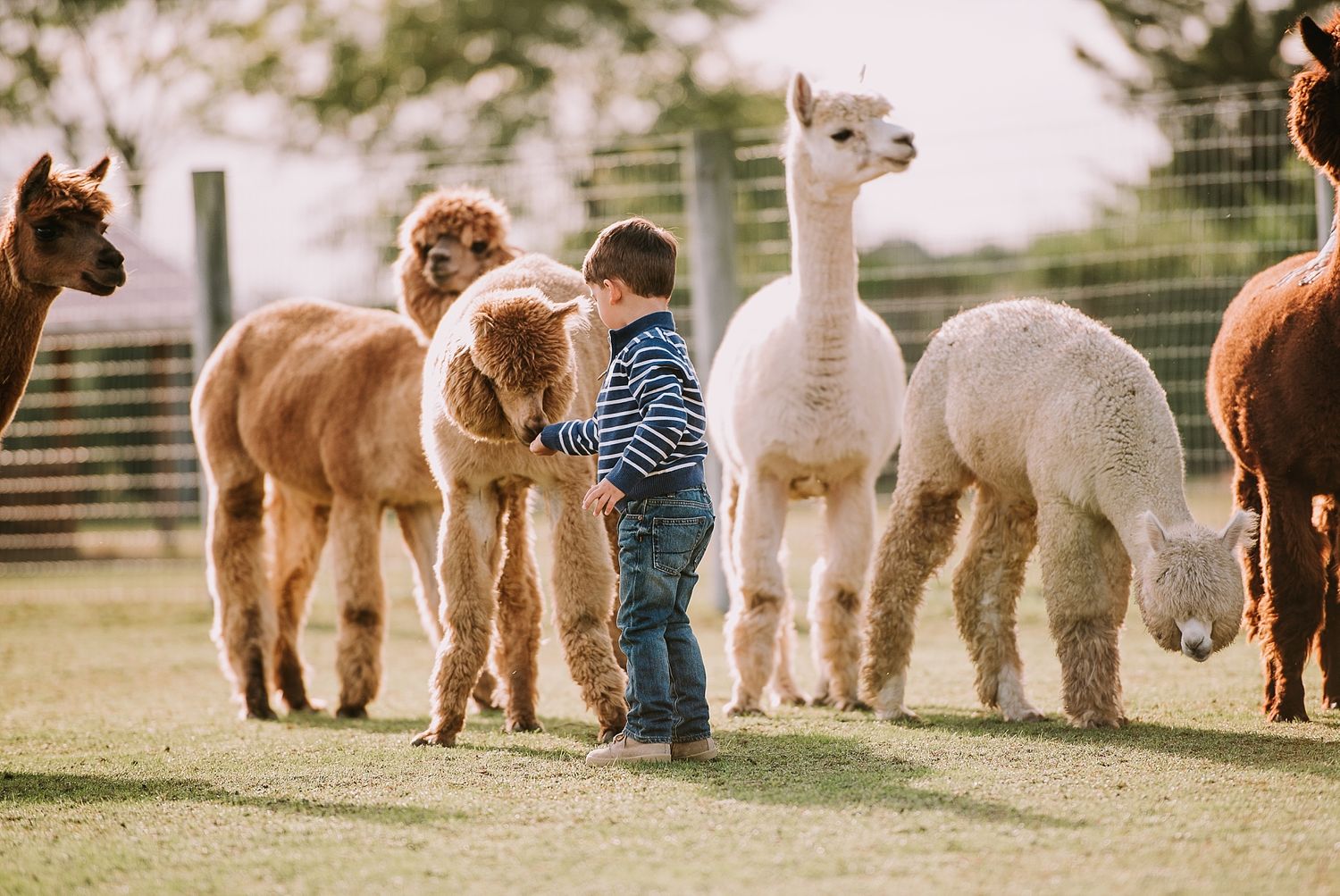 Small child standing among group of alpacas in sunny field.