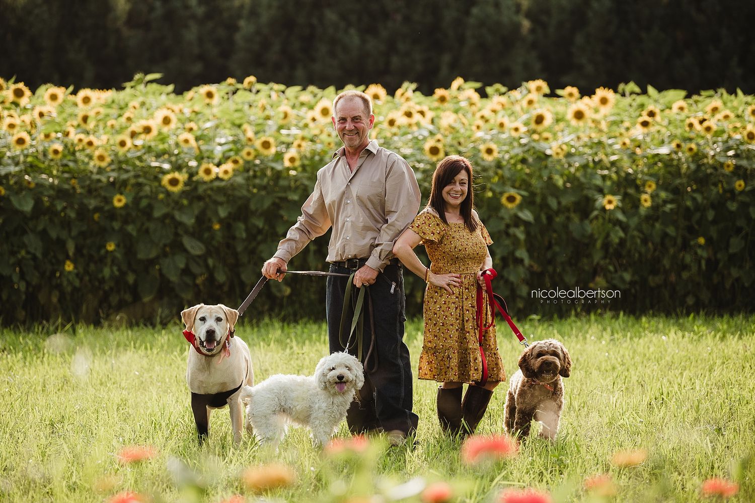 Pair standing in a field of sunflowers with four dogs on a sunny afternoon.