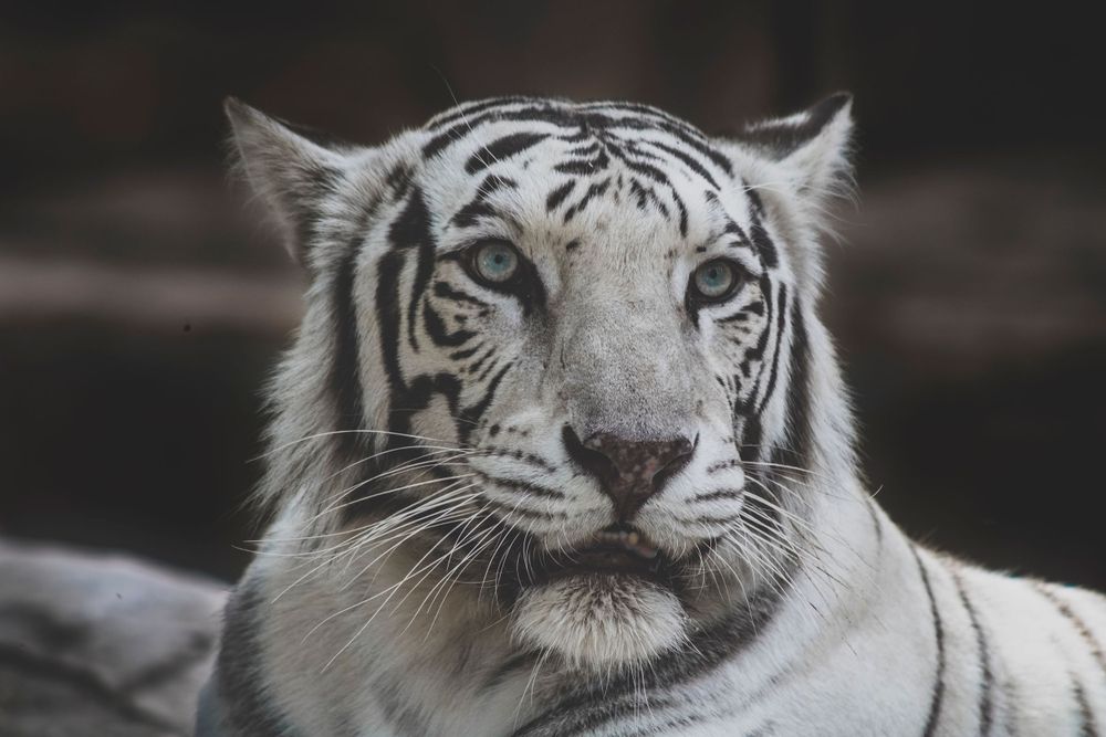 White Bengal tiger with blue eyes and black stripes in a close-up portrait shot.