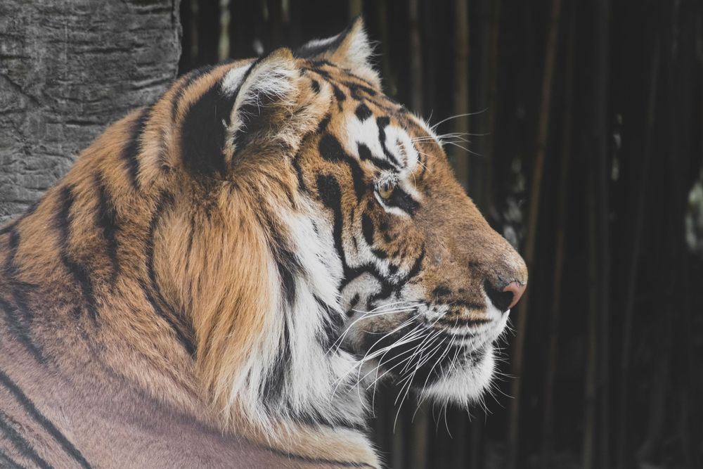Majestic Bengal tiger in side profile with striking orange and black striped fur.