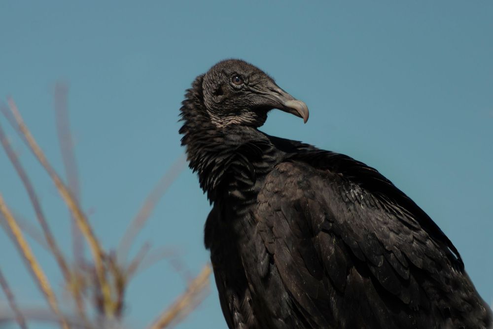 Black vulture perched against a clear blue sky with dry brush in background.