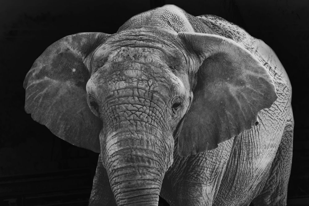 Close-up black and white portrait of an African elephant with detailed wrinkled skin and large ears.