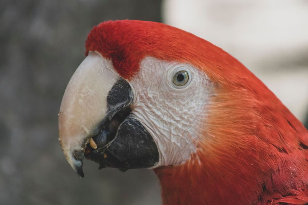 Close-up portrait of a vibrant red Scarlet Macaw parrot with a curved black beak.
