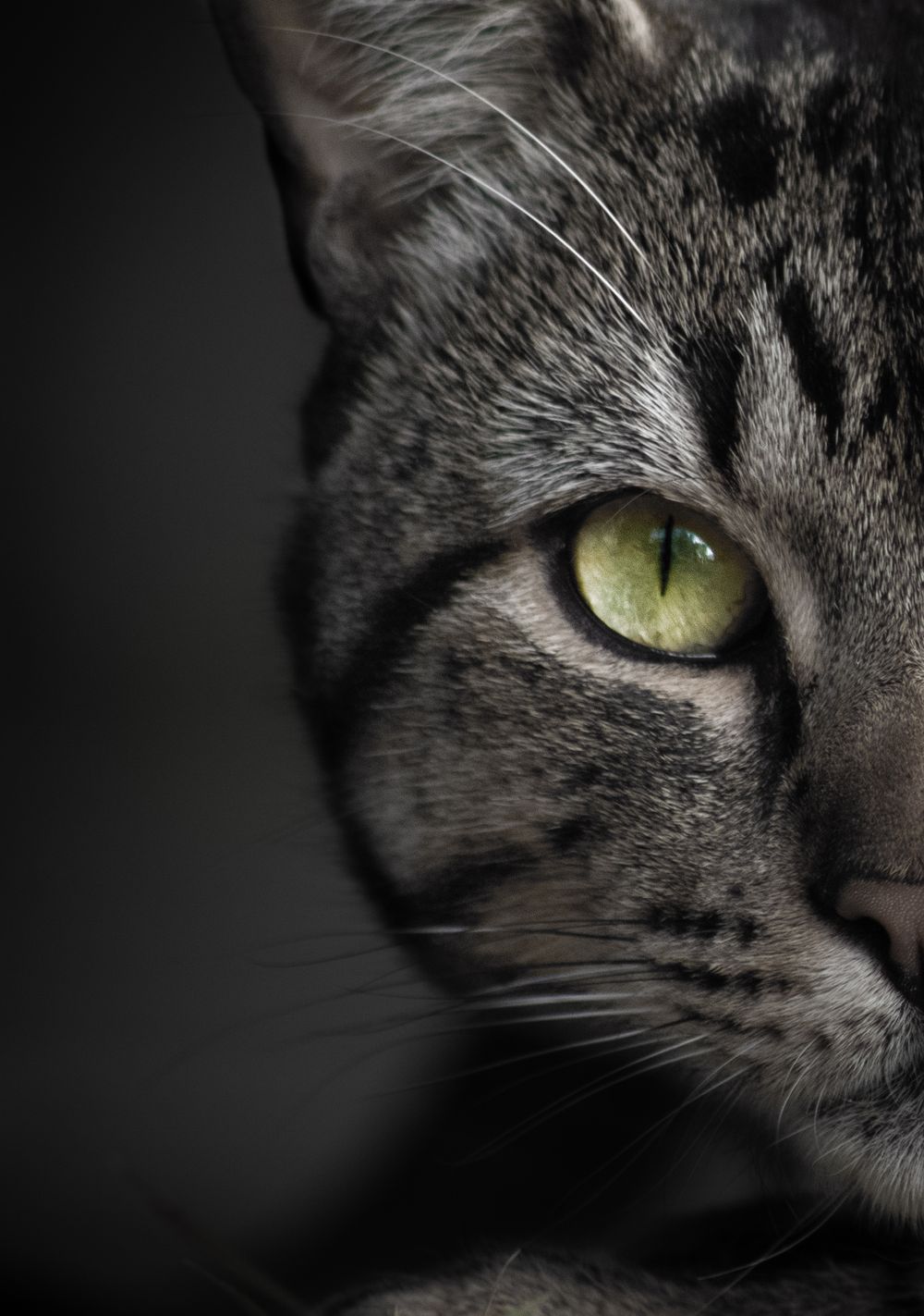 Close-up portrait of a tabby cat with striking green eyes against a dark background.