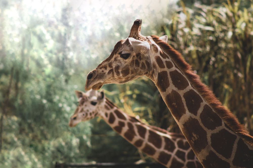 Two reticulated giraffes stand close together with lush green trees in the background.