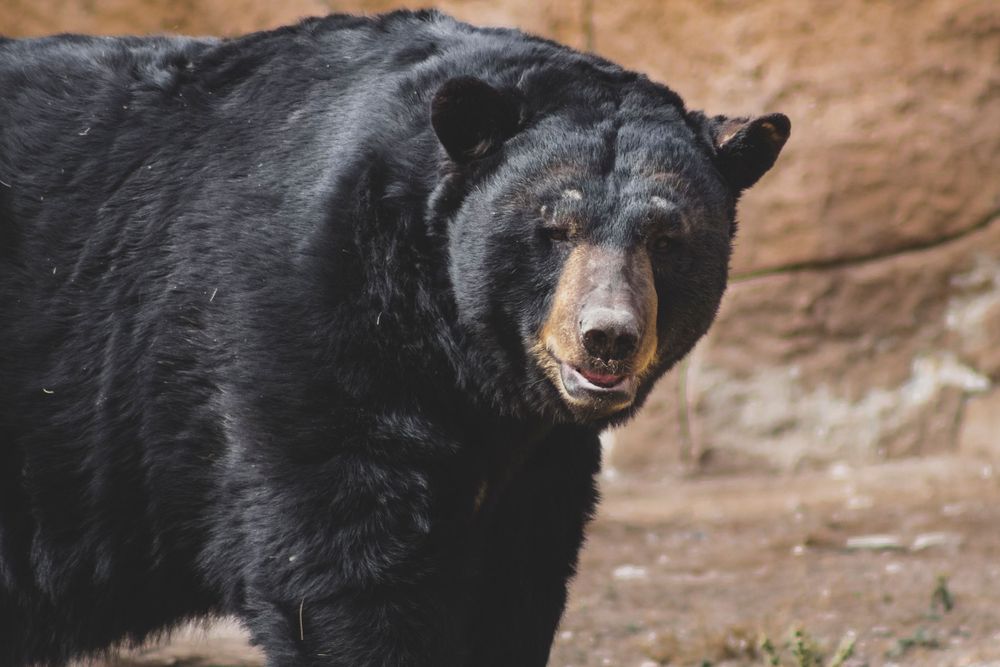 Large black bear walks toward camera on rocky terrain in natural habitat.
