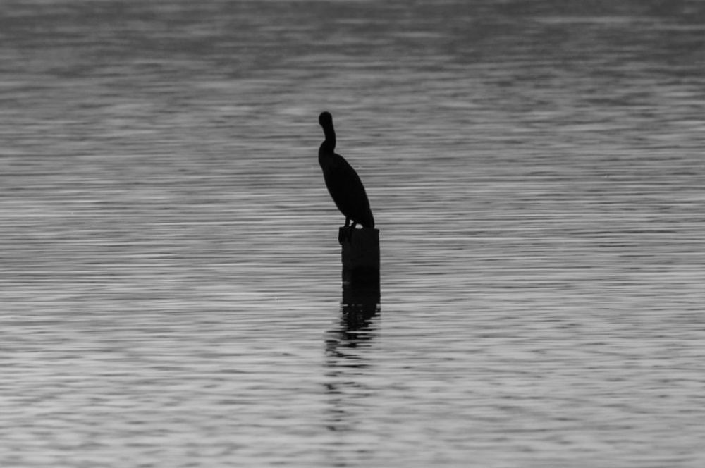 Silhouette of a cormorant bird perched on a post surrounded by calm water in black and white.
