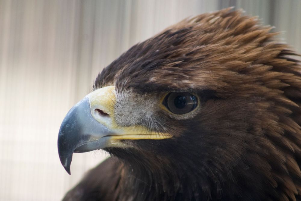 Close-up side profile of a golden eagle with sharp curved beak and intense eye.