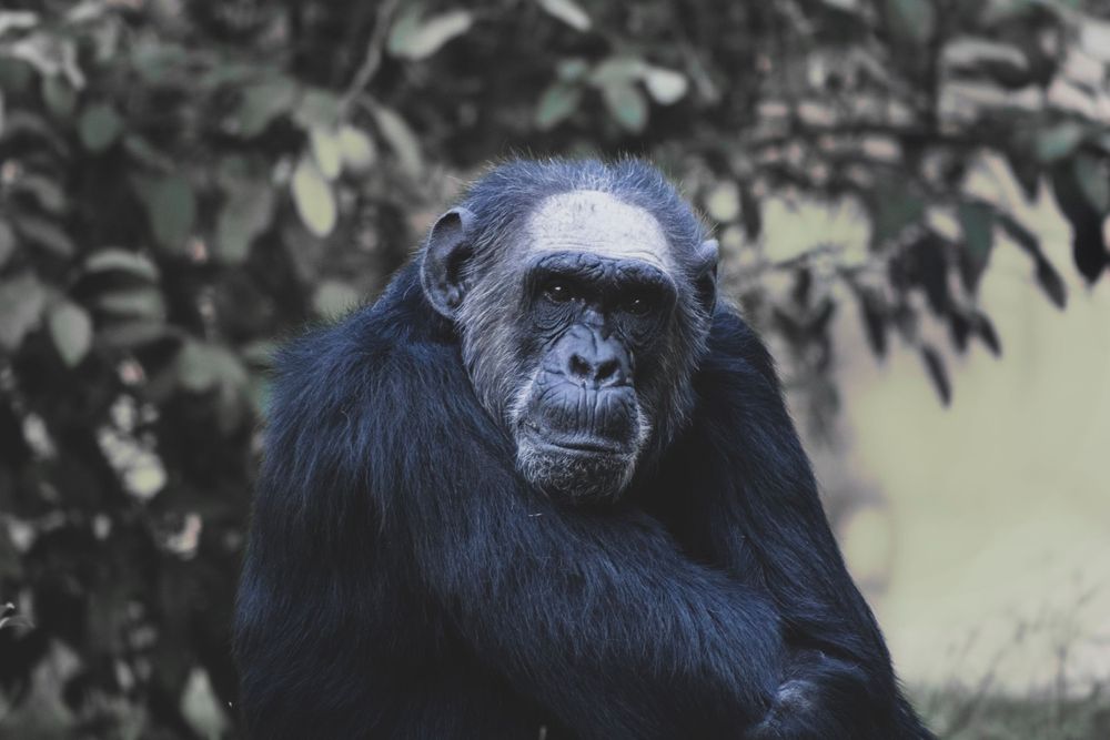 A thoughtful chimpanzee sits among green leaves in a natural forest setting.