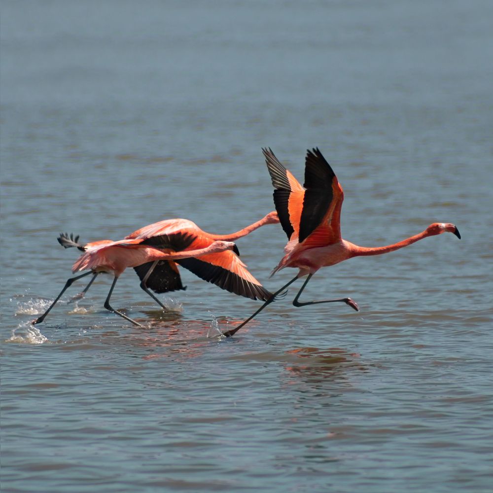 Three pink flamingos run across shallow water with wings spread taking flight.