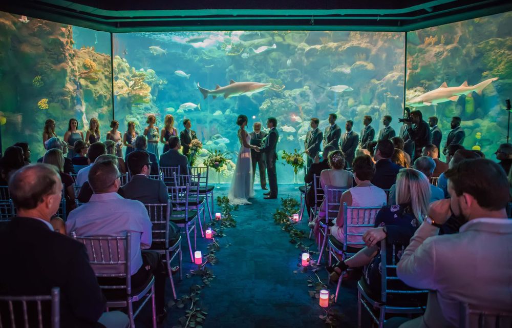 Florida Aquarium Wedding, Tampa Wedding Photographer, Tampa Wedding Video, Wedding Photography, Photo and Video