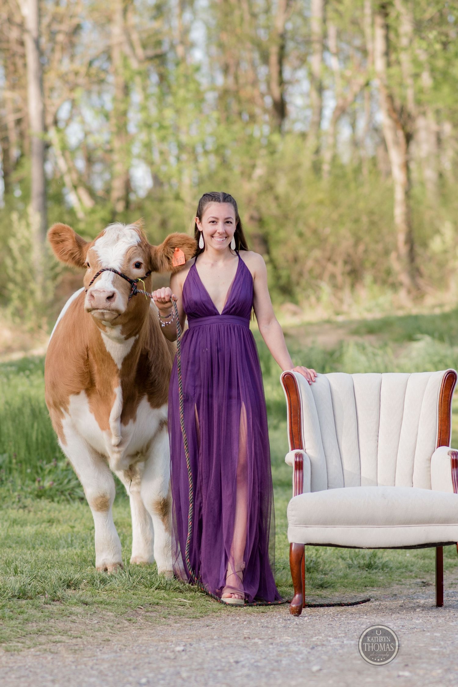A large brown and white cow poses next to someone in a purple gown and vintage chair on a rural path.