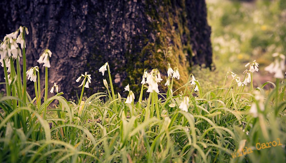 White snowdrops blooming near dark tree trunk in spring garden setting.