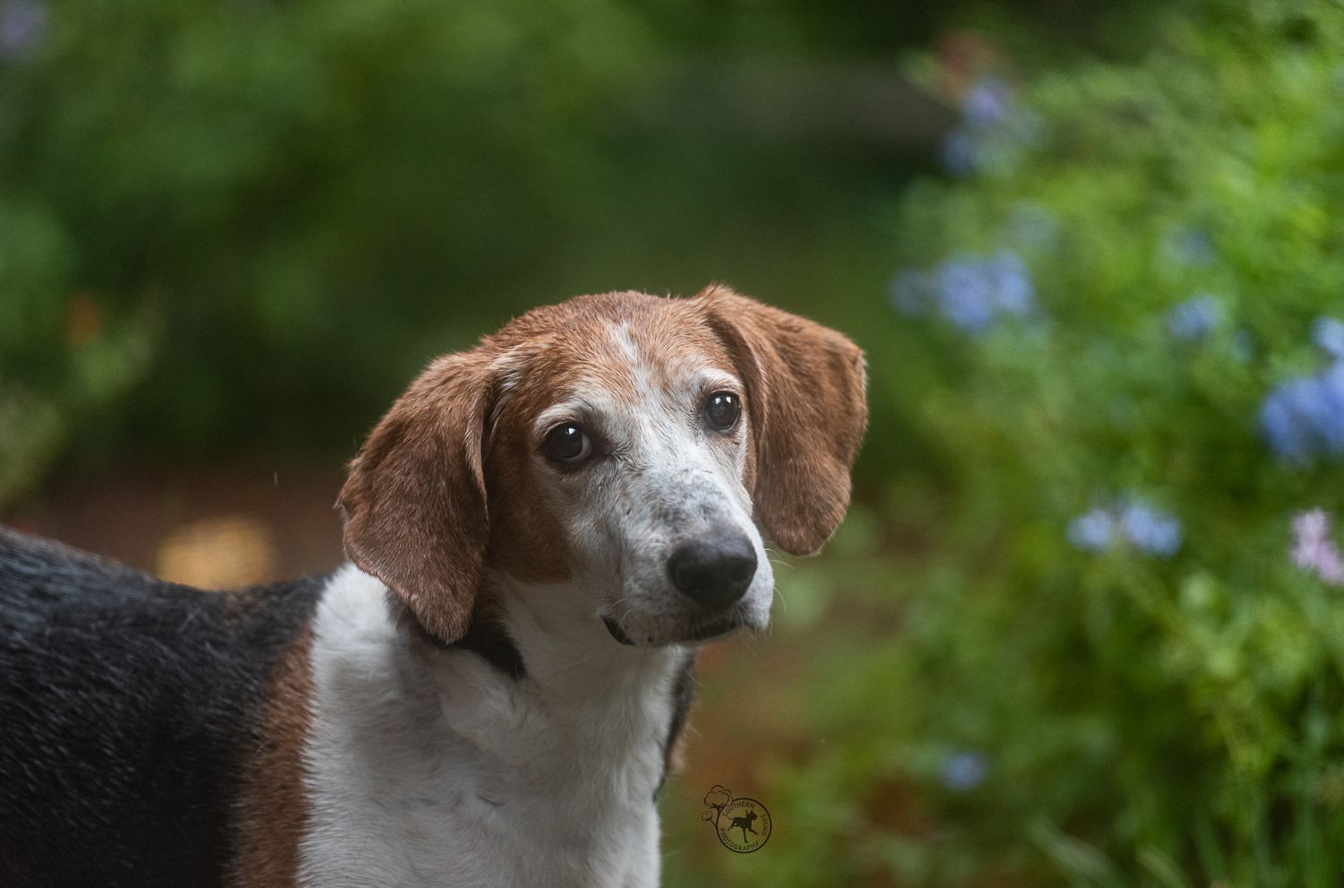 Senior tri-color foxhound is photographed in Mount Pleasant, SC by SC dog photographer.