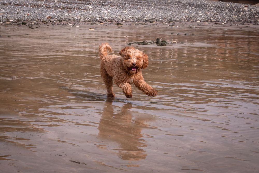 A dog plays on Eastbourne beach during a photoshoot