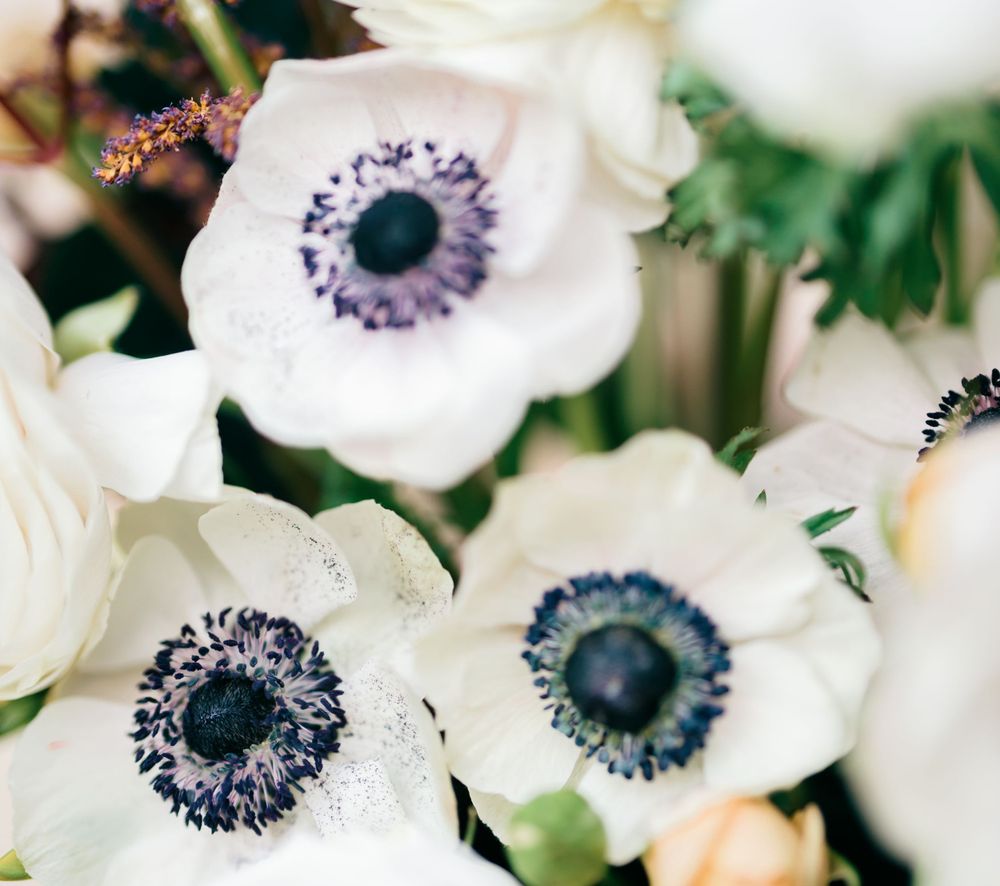 Close-up of white anemone flowers with dark purple centers against a blurred background.