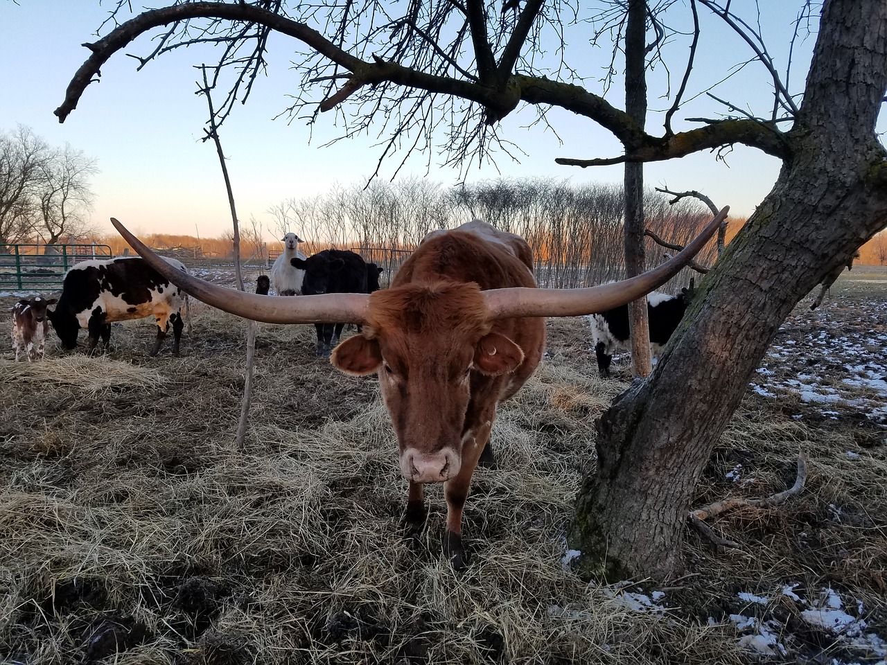 Texas_Longhorn