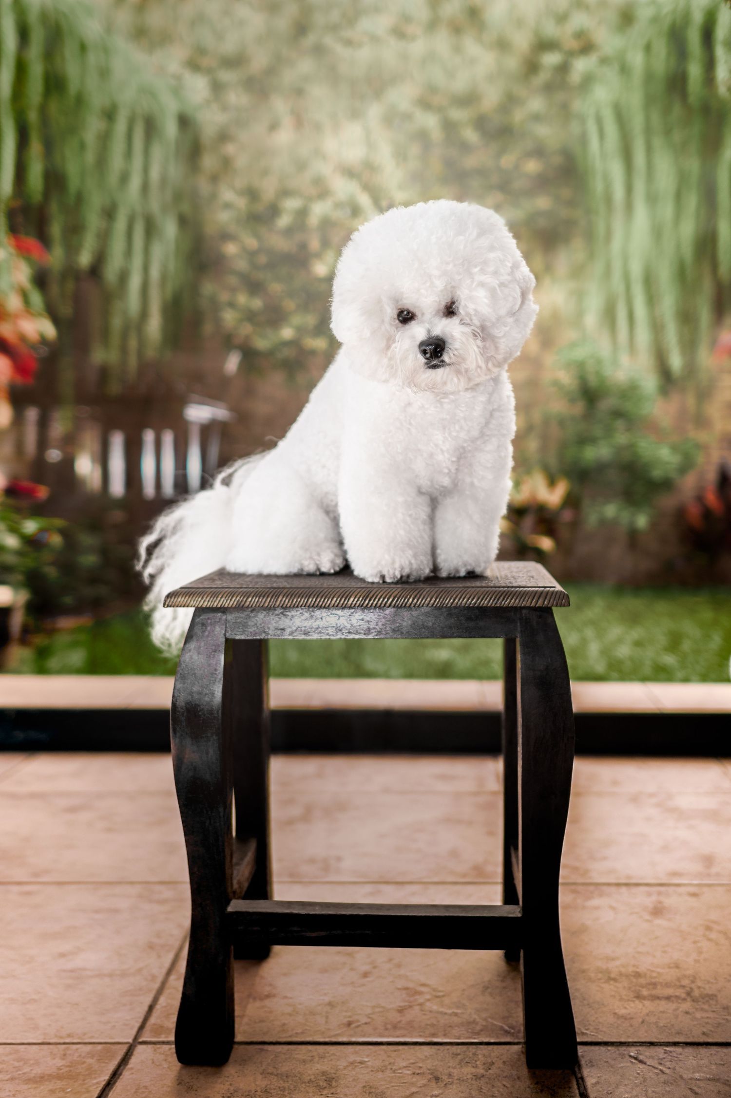 paquete fotografico perro mascota