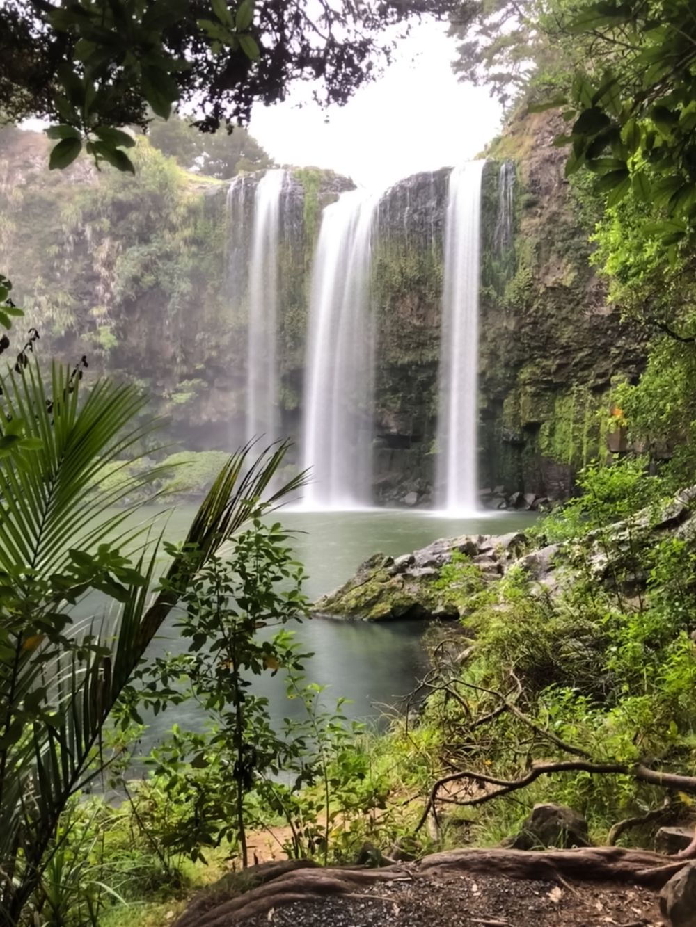 Panoramic view of towering waterfalls surrounded by tropical foliage and palm trees in Hawaii.
