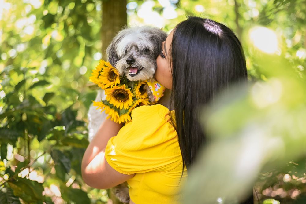 Sweet moment between small dog and owner surrounded by bright sunflowers.