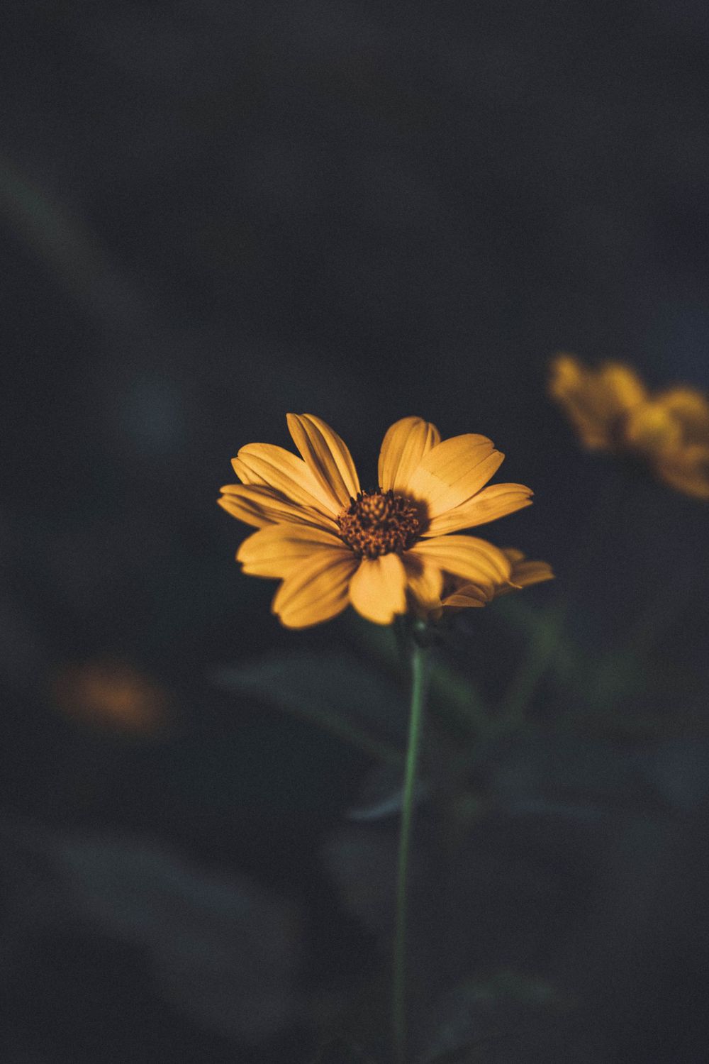Yellow wildflowers with dark centers bloom against a moody dark background.