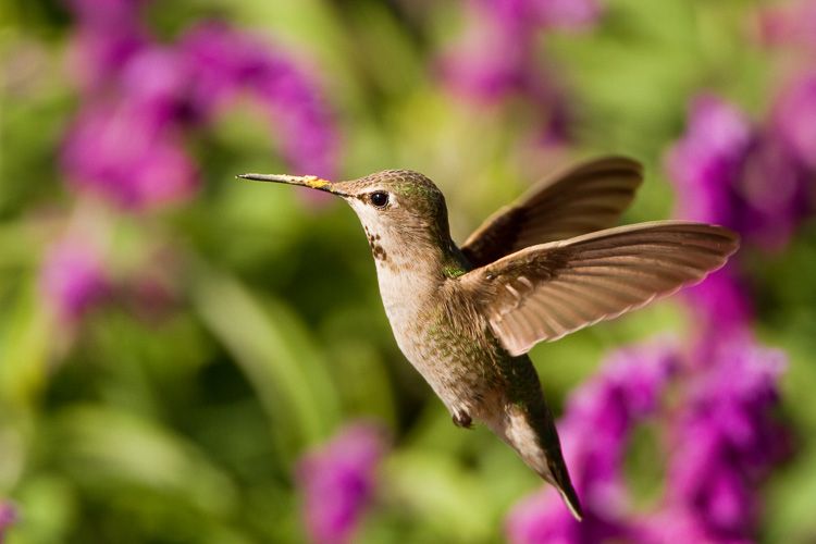 Anna's Hummingbird hovers near purple flowers in Big Sur, California