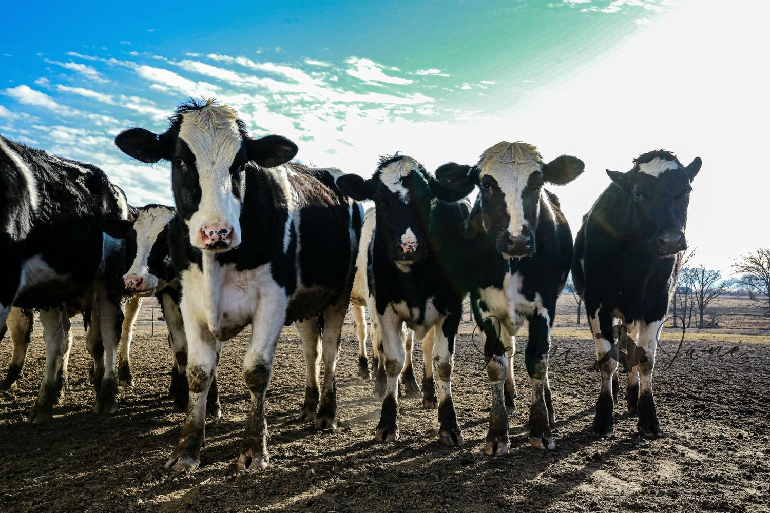 Line of Holstein dairy cows standing together in a muddy field under blue sky.