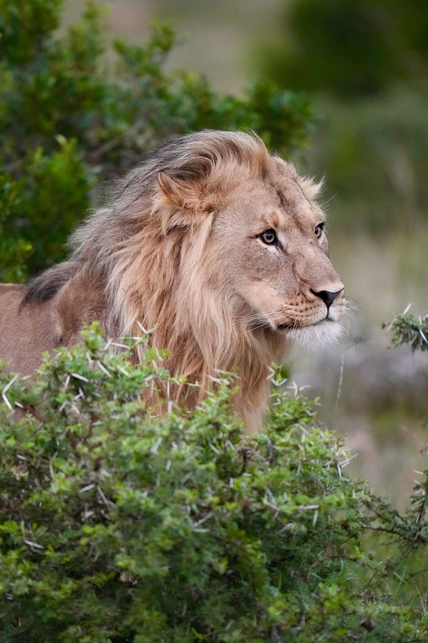 Male lion peering through green foliage with distinctive mane visible.