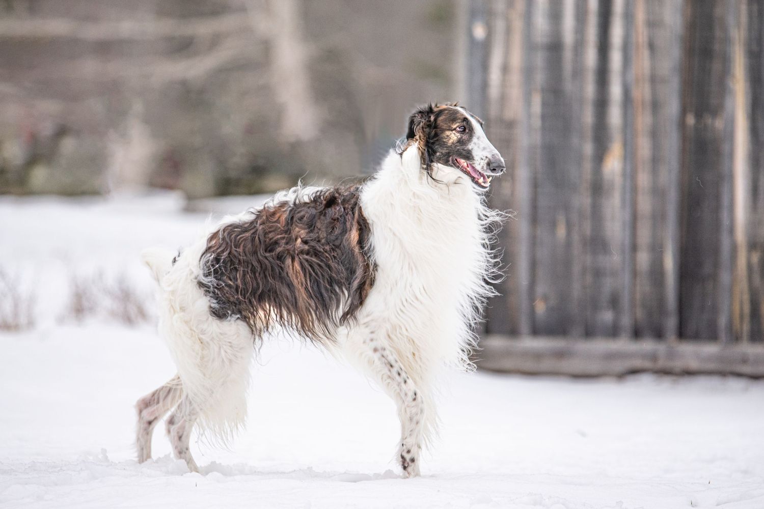 A Borzoi dog with white and brown wavy coat standing in snow near a wooden fence structure. Dog Photo by Xenophon Photography in Maine.