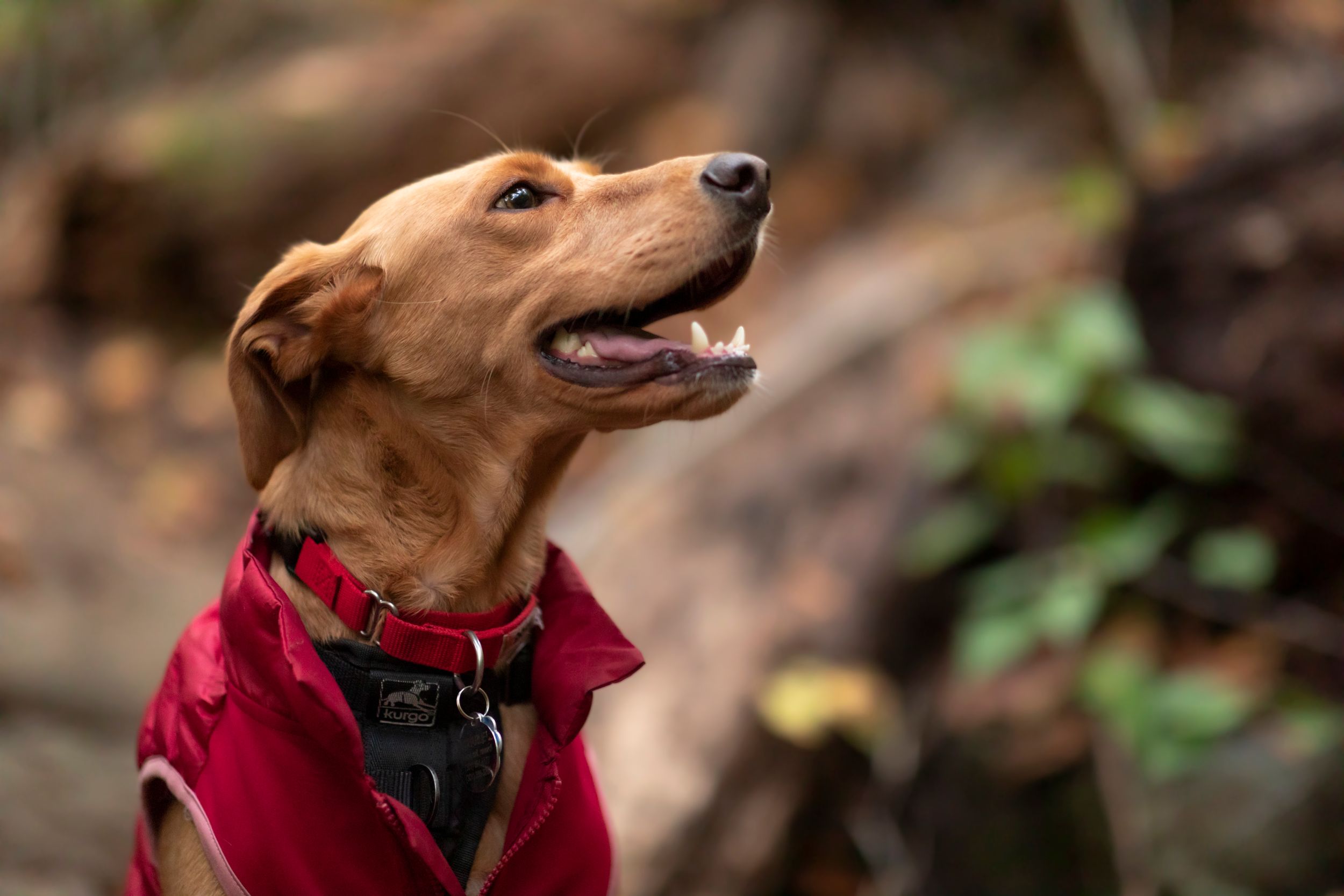 Charlottesville Pet Photography - Outdoor Dog Portraits 1
