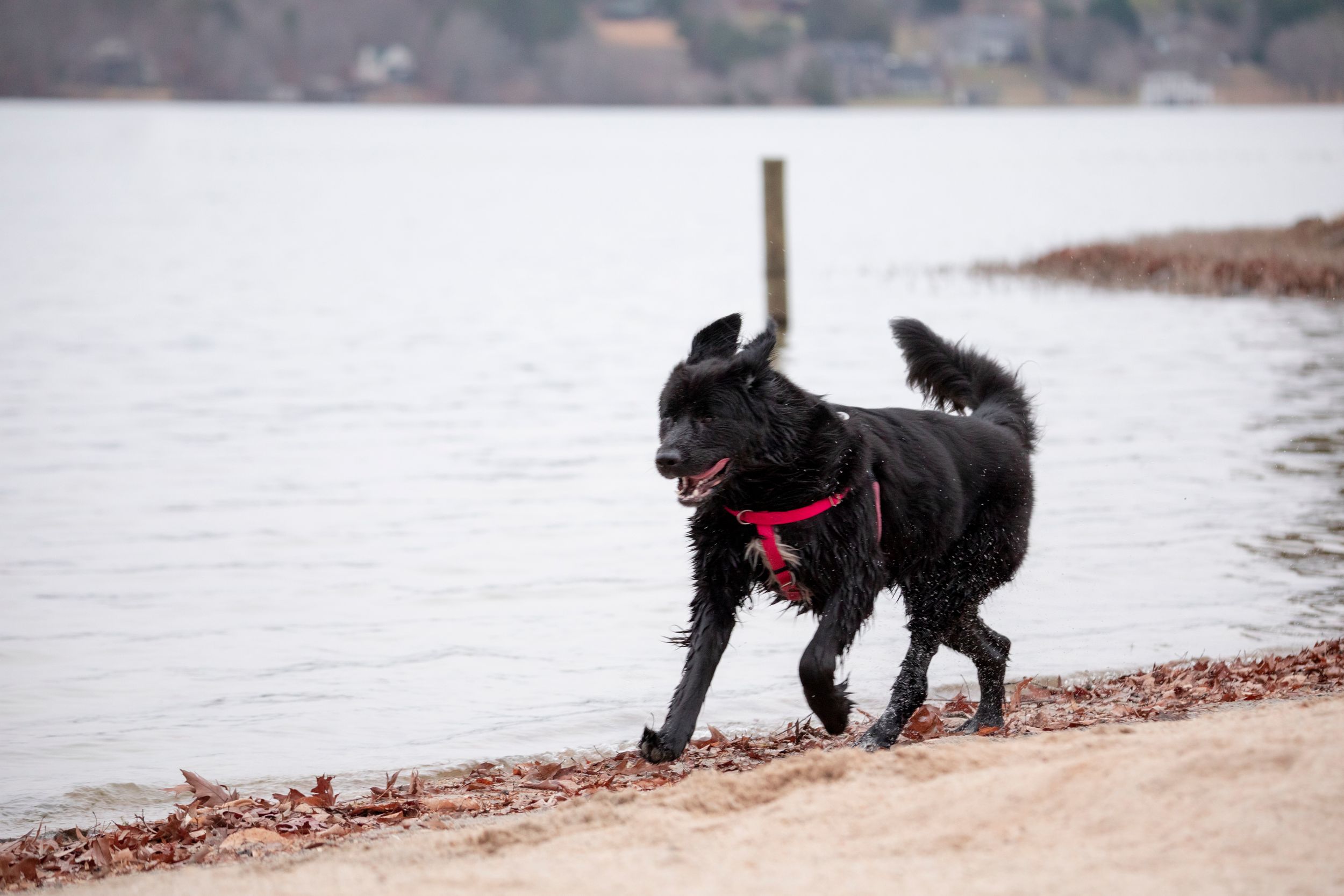 Charlottesville Pet Photography - Outdoor Dog Portraits 3