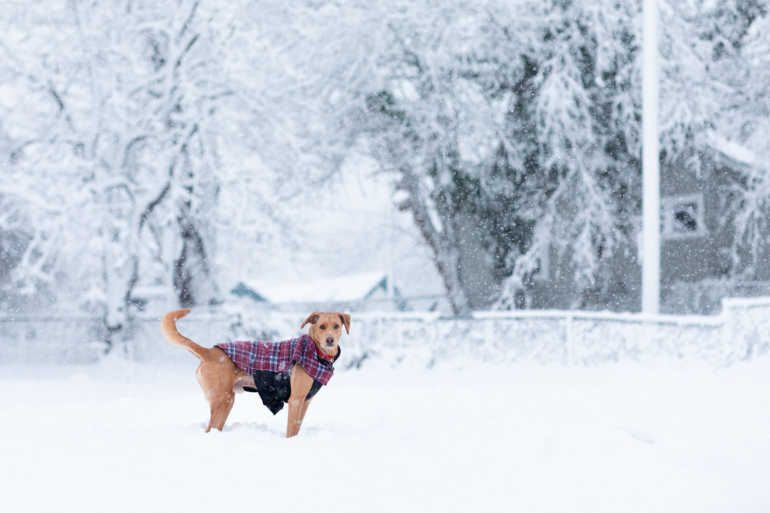 Charlottesville Pet Photography - Outdoor Dog Portraits 2