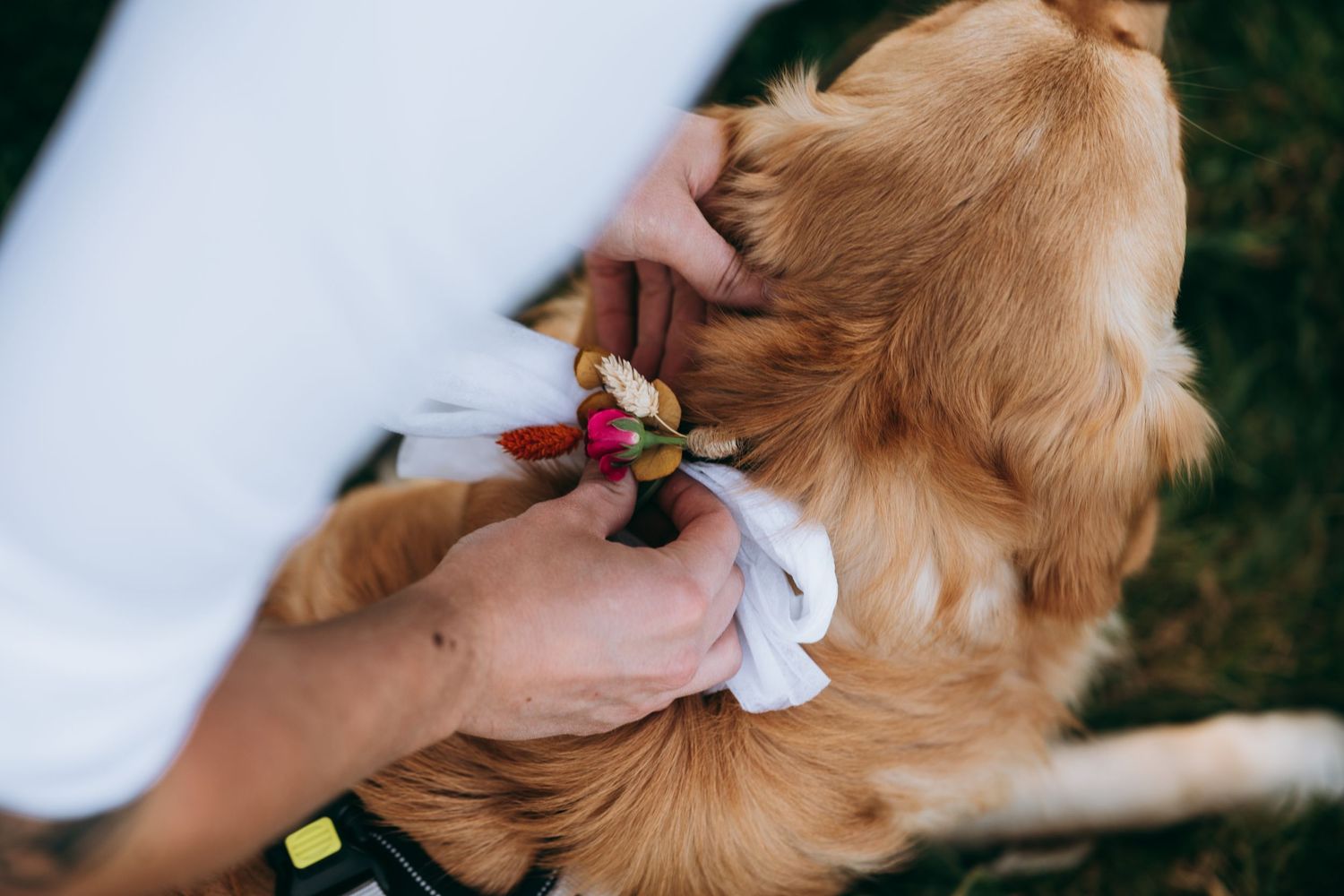 Hond mee op huwelijksfoto's