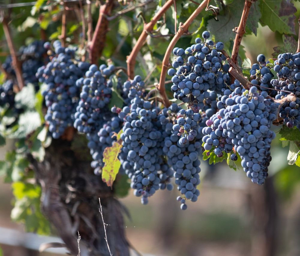 Close-up of ripe dark blue Cabernet grape clusters hanging on a sun-drenched vineyard vine ready for harvest.