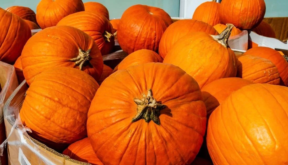 Maine Pumpkins