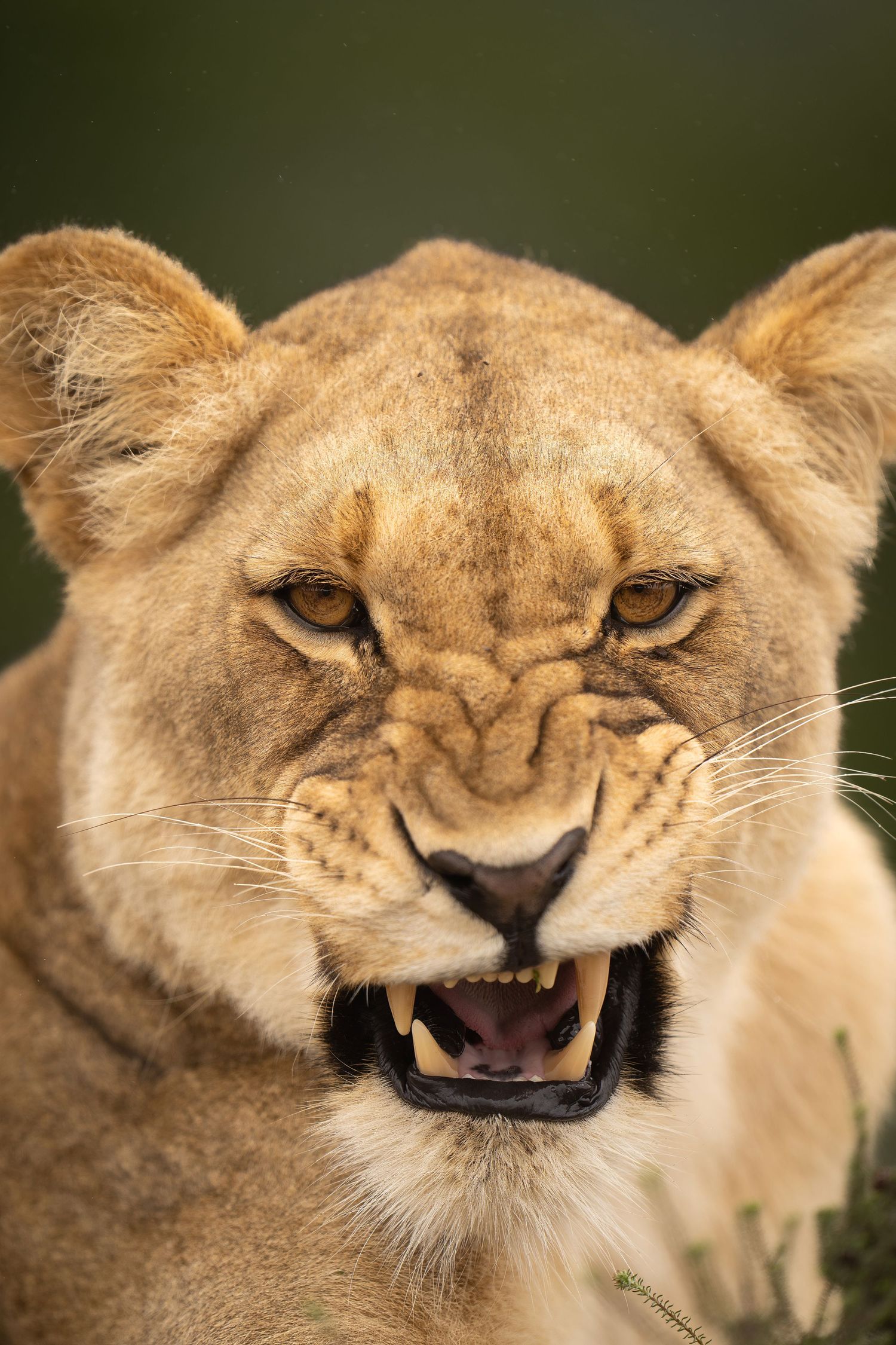 Close-up series showing different facial expressions of a snarling lioness.