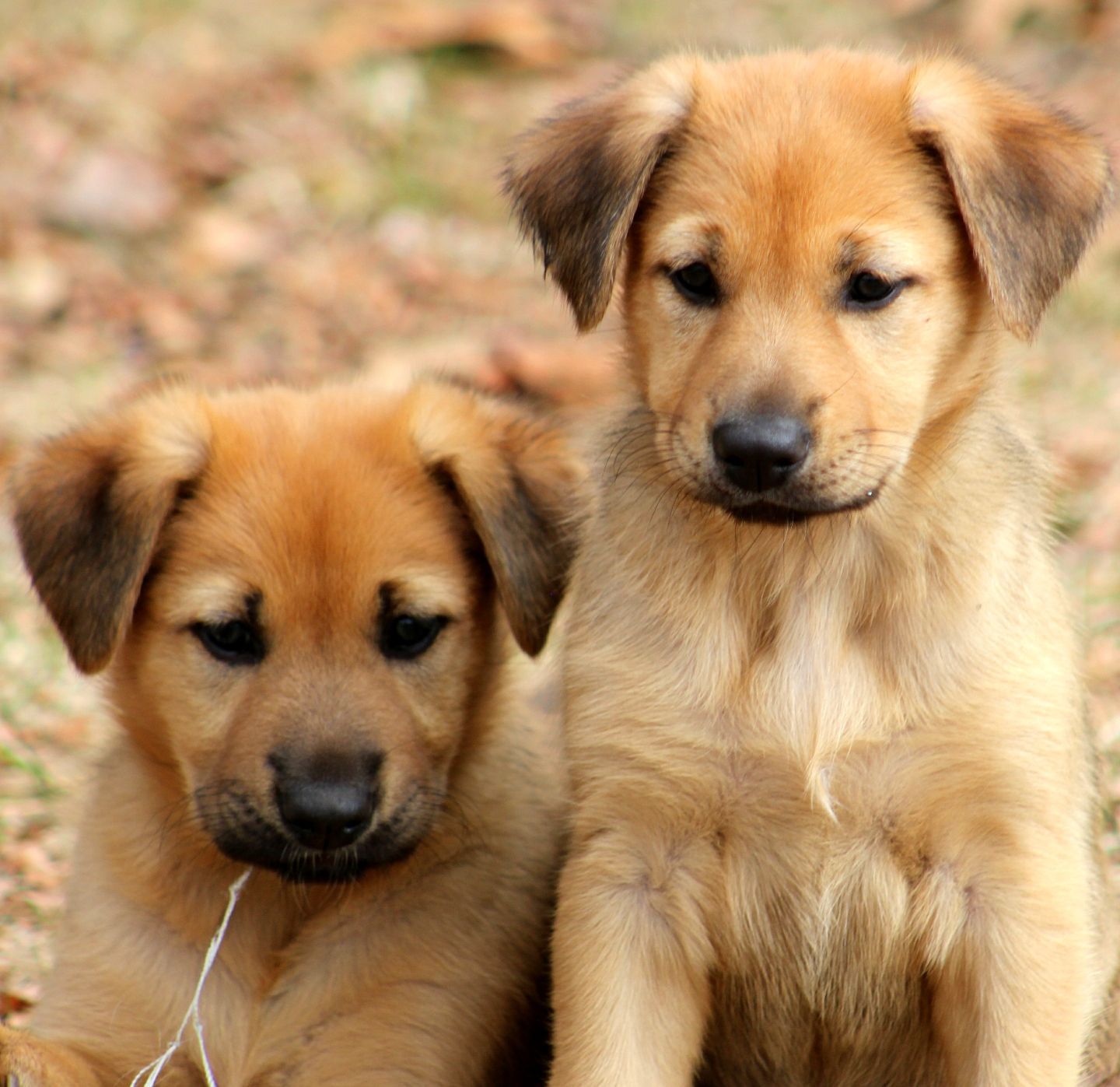 Intervale Chinook Puppies Fern and Skye grew to be the founders of Ferncroft and PacificSkye Chinooks