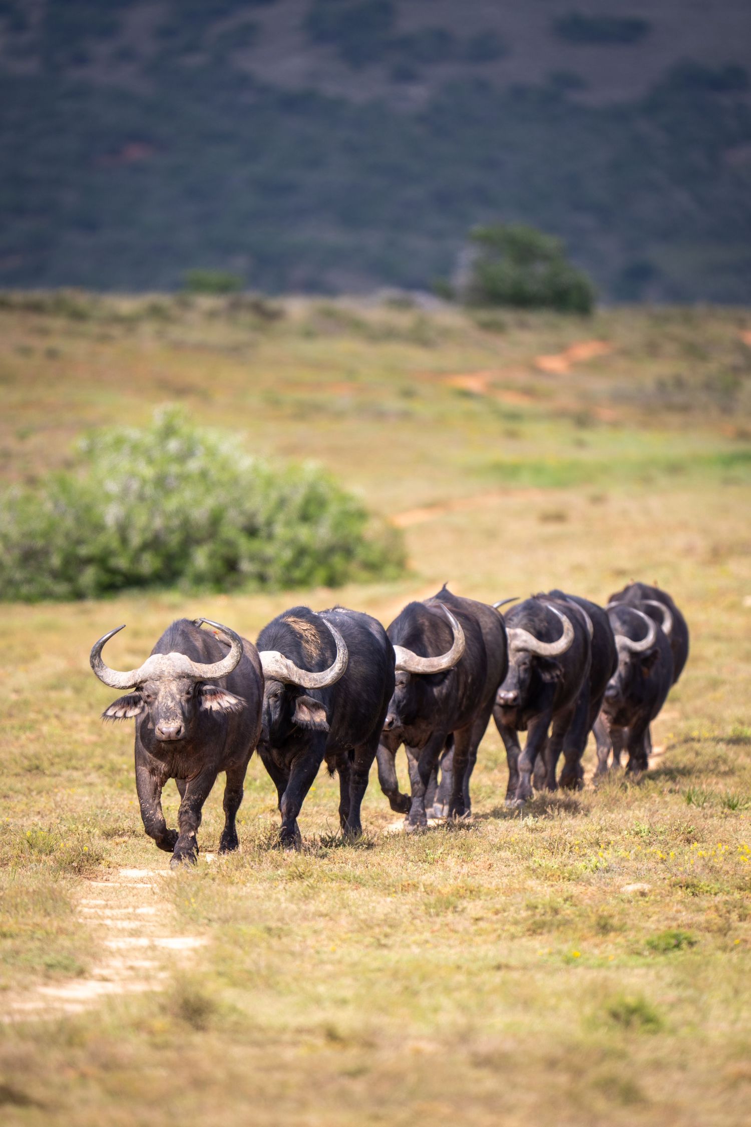 A herd of Cape buffalo move in single file formation across dry grassland terrain.