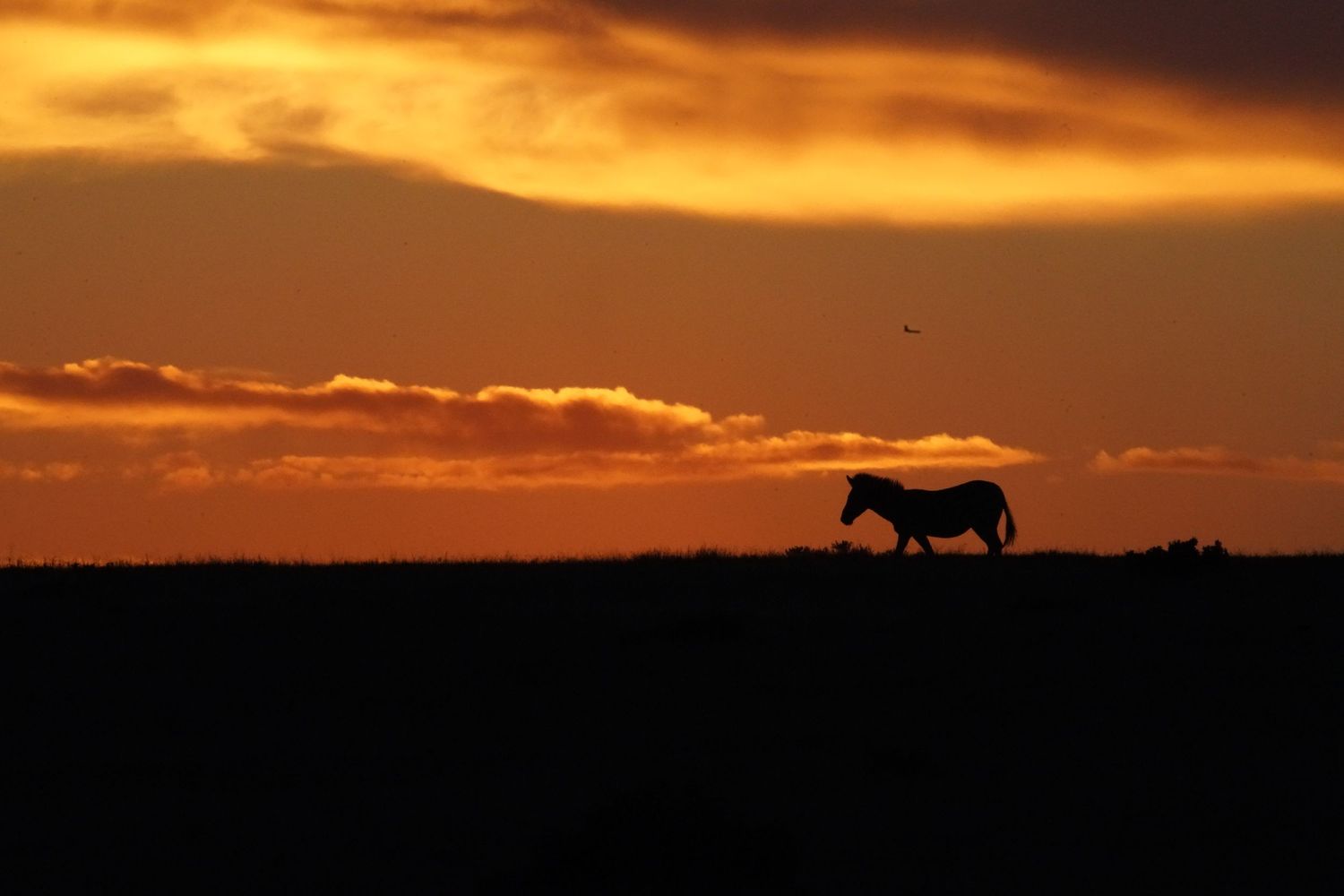 Silhouette of zebra walking against dramatic orange sunset sky.