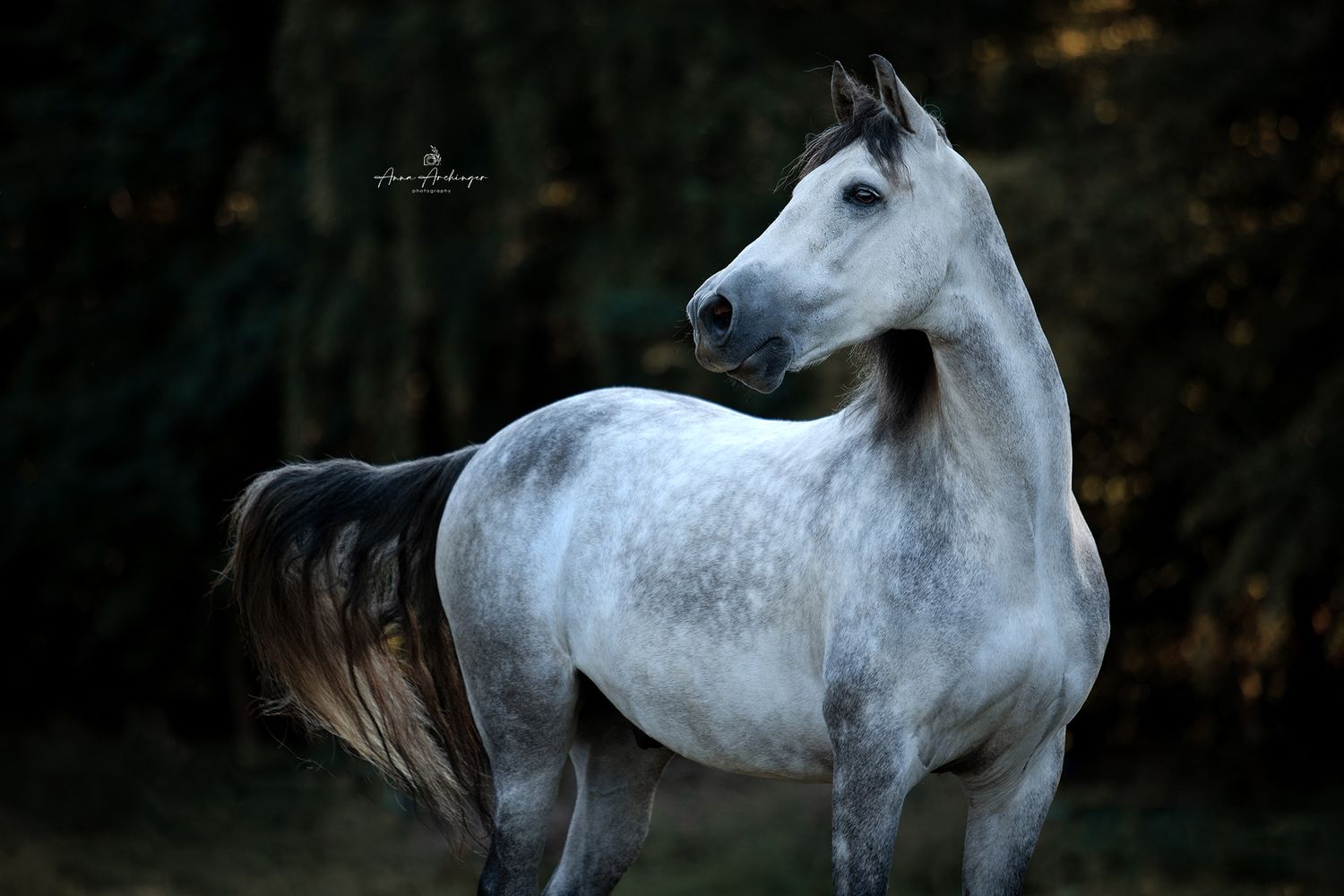 Majestic white horse with elegant curved neck poses against dark forest backdrop.