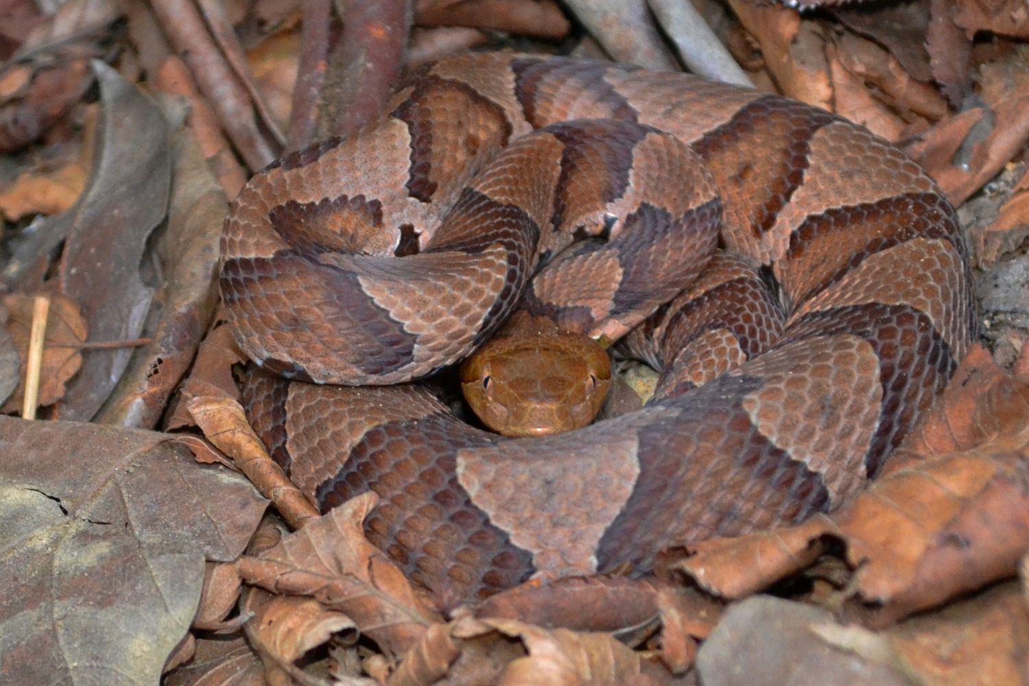 Gone herping