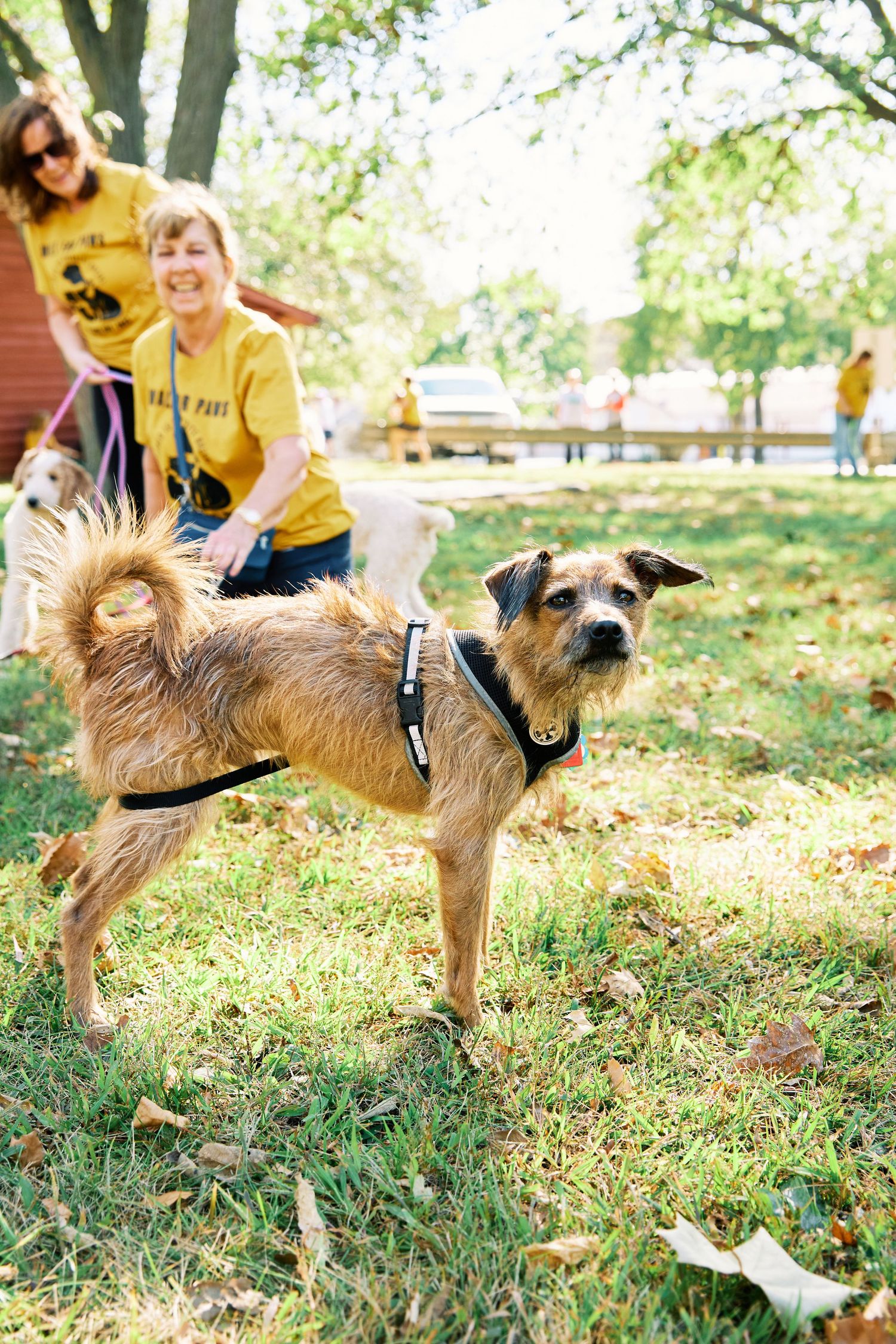 Scruffy brown dog shown from different angles in grassy outdoor setting.