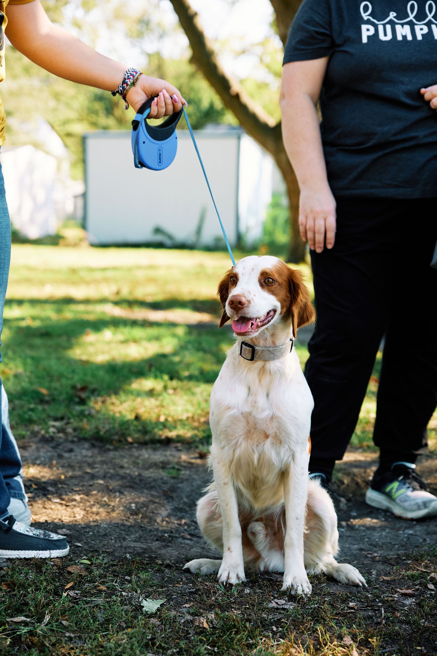 Brown and white spotted dog sits attentively during outdoor photo session.