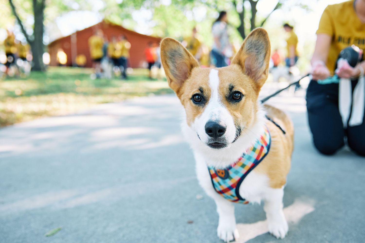 Close-up portrait of a corgi puppy wearing a colorful harness at an outdoor event.